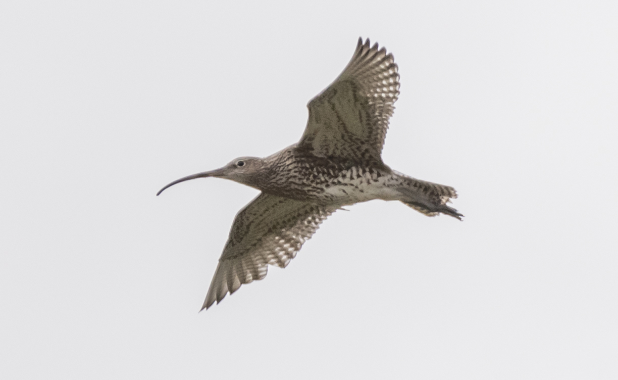 Curlews cover image
