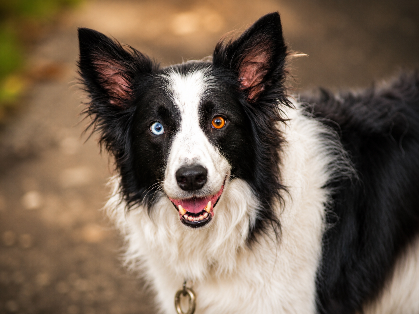 Dogs cover image