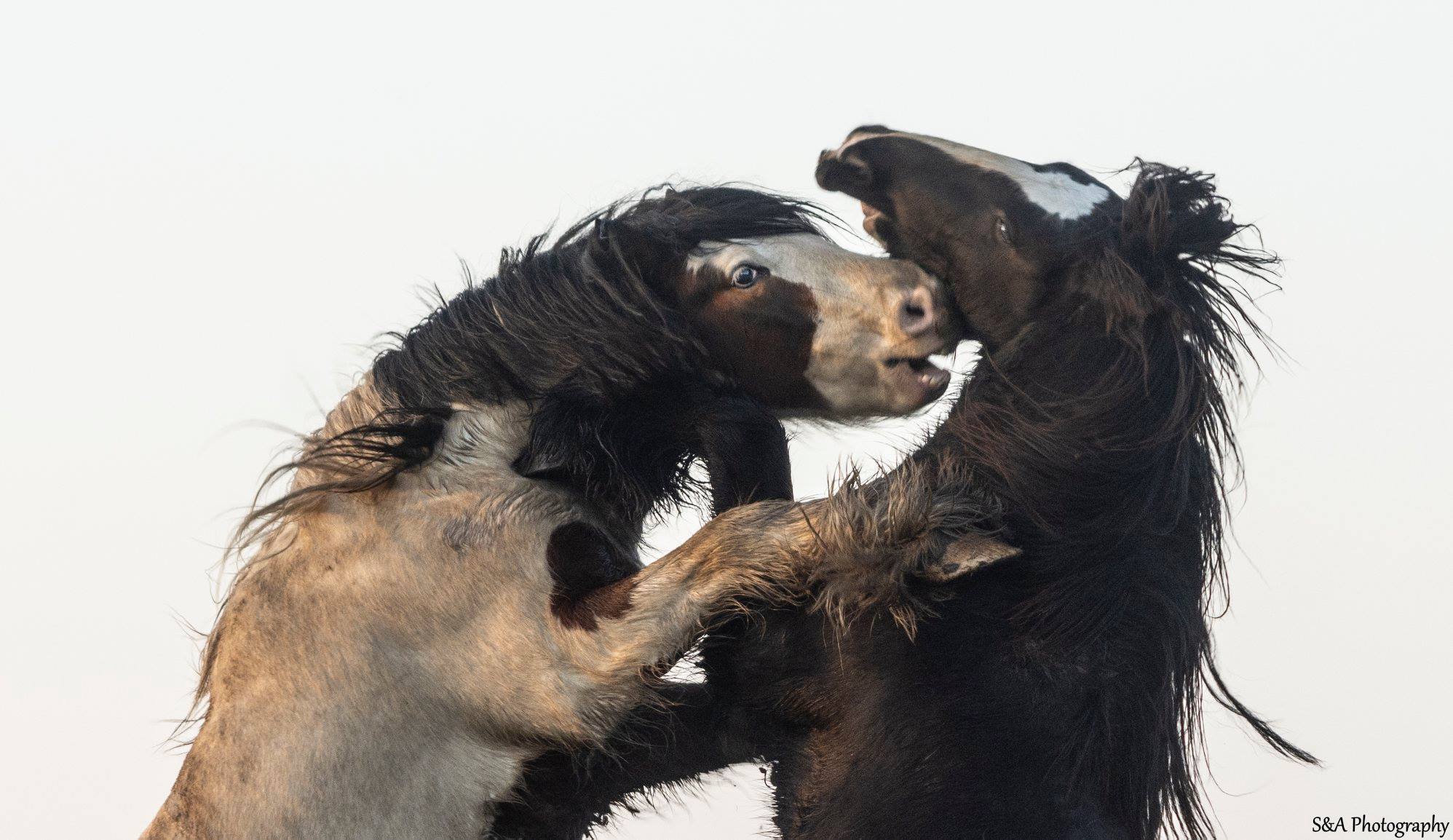 Horses and Ponies cover image