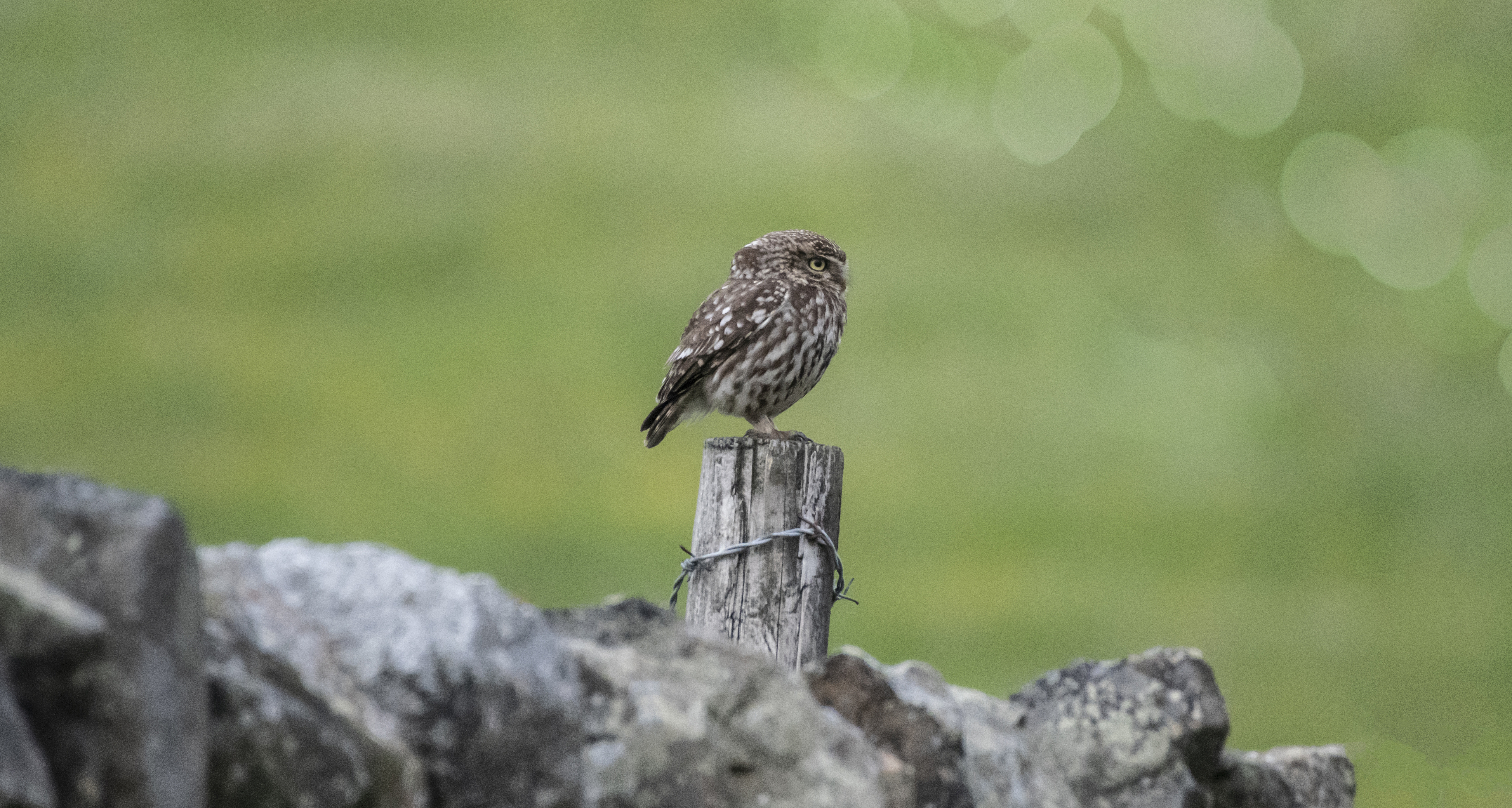 Little Owls cover image