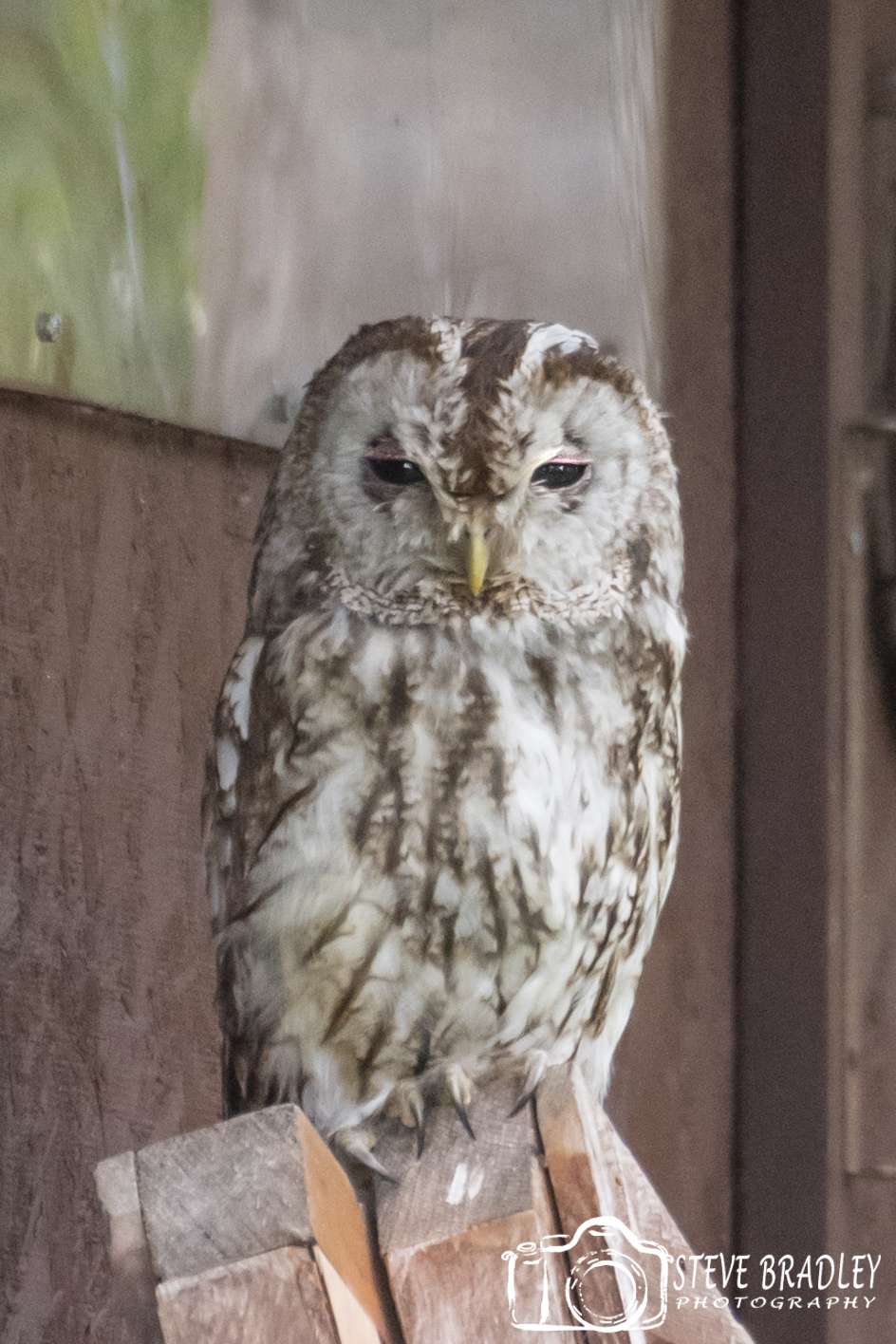 Tawny Owls cover image