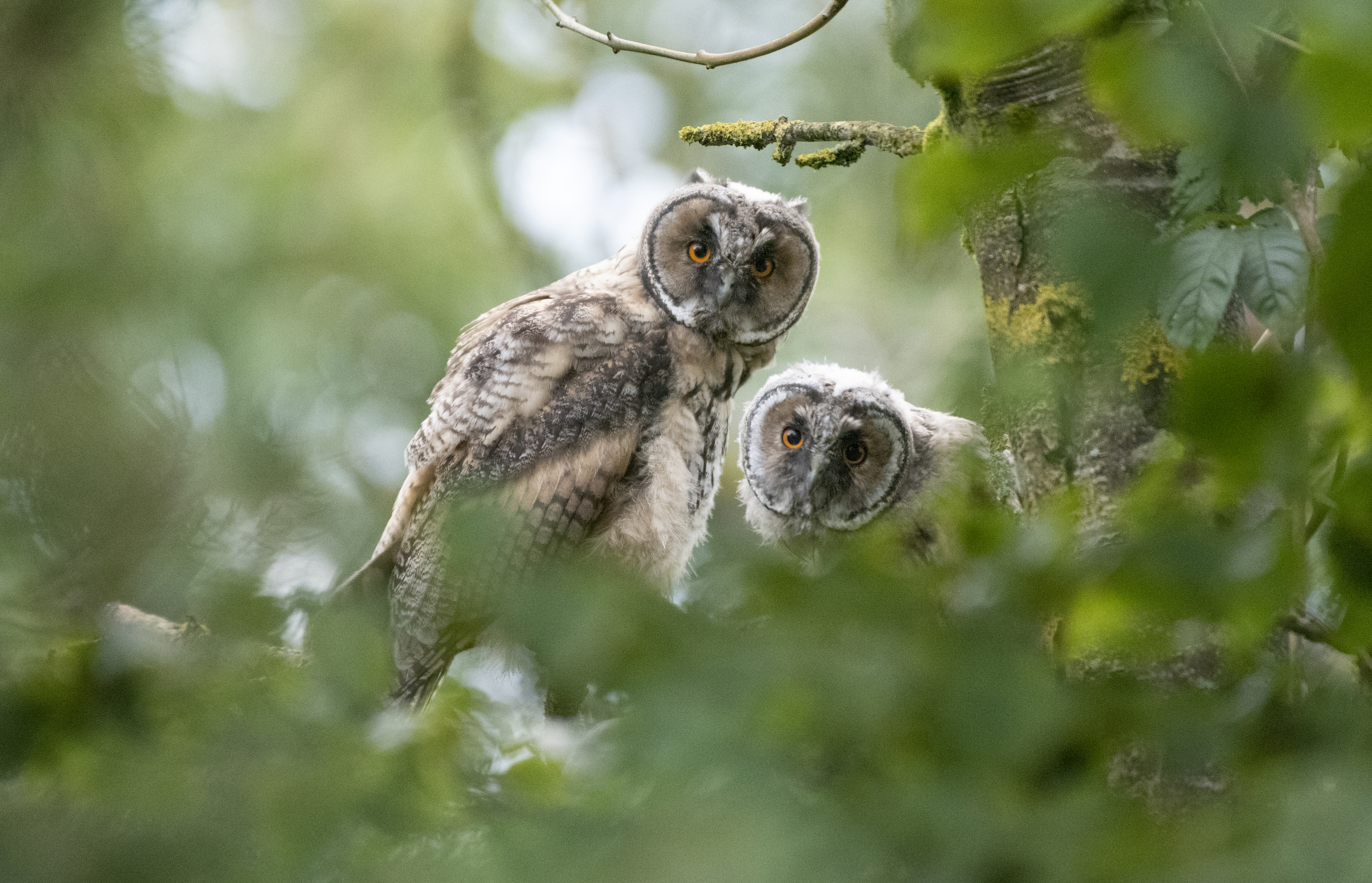 Long Eared Owls cover image