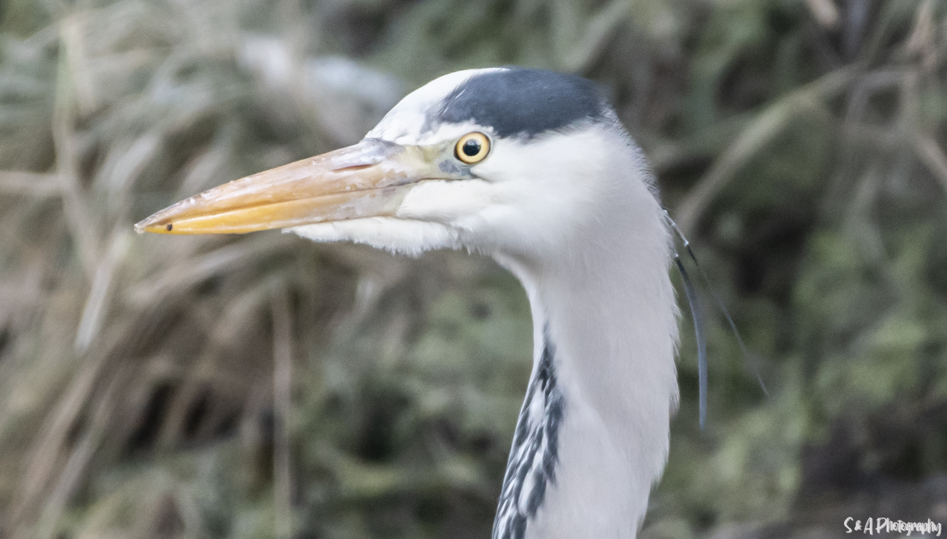Herons cover image