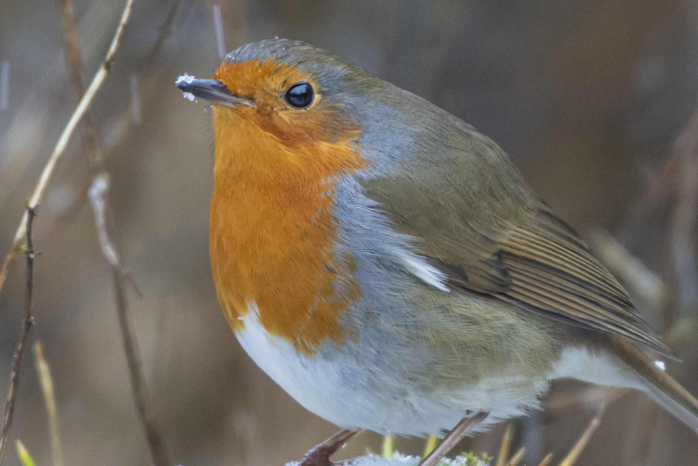 Robins cover image